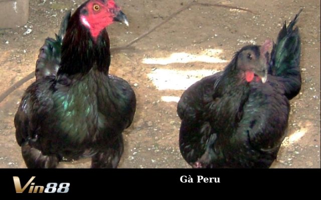 Gà Peru