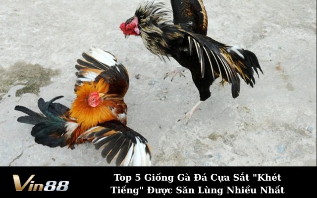 Top 5 Giống Gà Đá Cựa Sắt "Khét Tiếng" Được Săn Lùng Nhiều Nhất